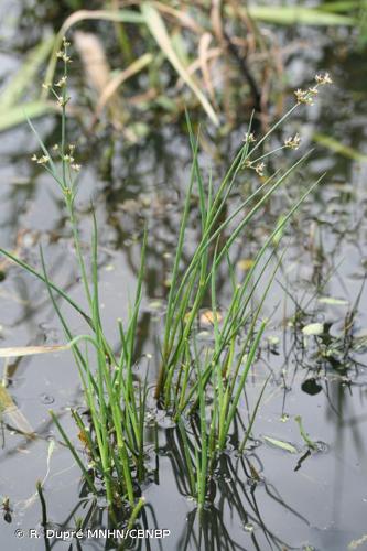 <i>Juncus heterophyllus</i> Dufour, 1825 © R. Dupré MNHN/CBNBP