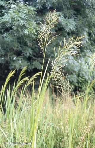 <i>Glyceria maxima</i> (Hartm.) Holmb., 1919 © Michel Garnier