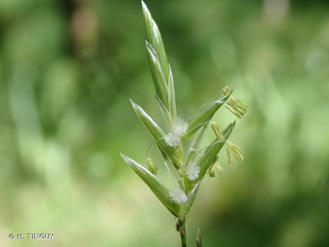 <i>Glyceria notata</i> Chevall., 1827 © H. TINGUY