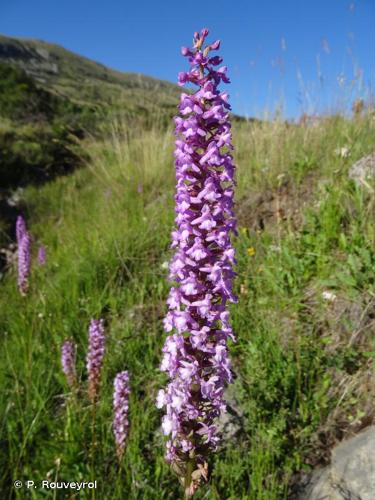 <i>Gymnadenia conopsea</i> (L.) R.Br., 1813 © P. Rouveyrol