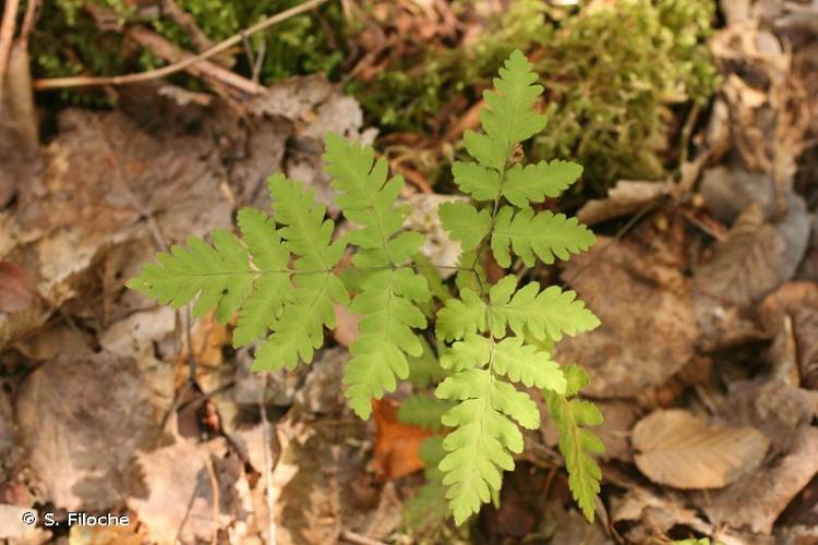 <i>Gymnocarpium dryopteris</i> (L.) Newman, 1851 © S. Filoche