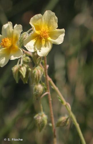 <i>Helianthemum </i>x<i> sulphureum</i> Willd. ex Schltdl., 1813 © S. Filoche