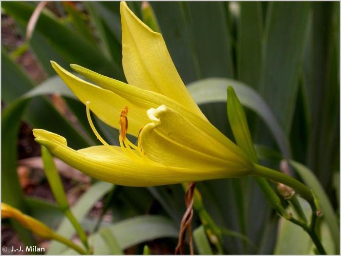 <i>Hemerocallis lilioasphodelus</i> L., 1753 © 