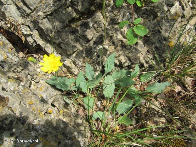 <i>Hieracium glaucinum</i> Jord., 1848 © P. Rouveyrol