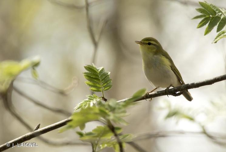 <i>Phylloscopus sibilatrix</i> (Bechstein, 1793) © J. LAIGNEL