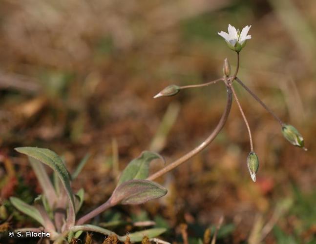 <i>Holosteum umbellatum</i> L., 1753 © S. Filoche