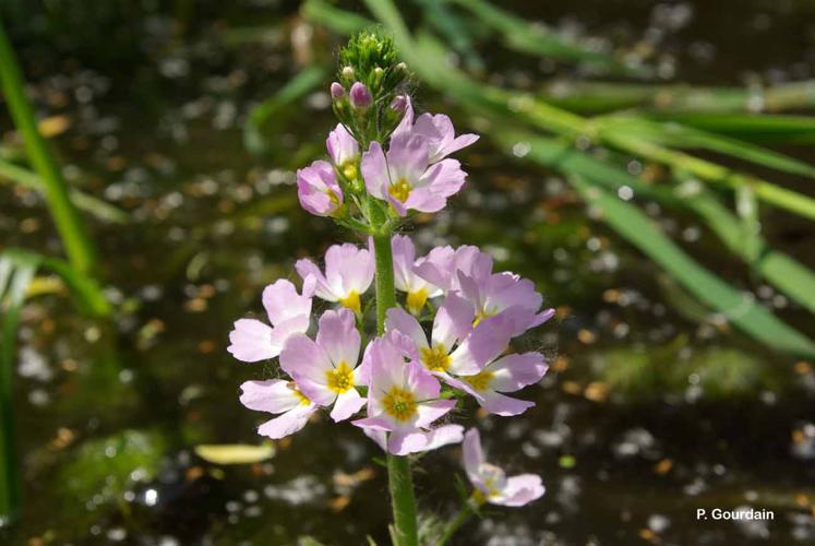 <i>Hottonia palustris</i> L., 1753 © P. Gourdain