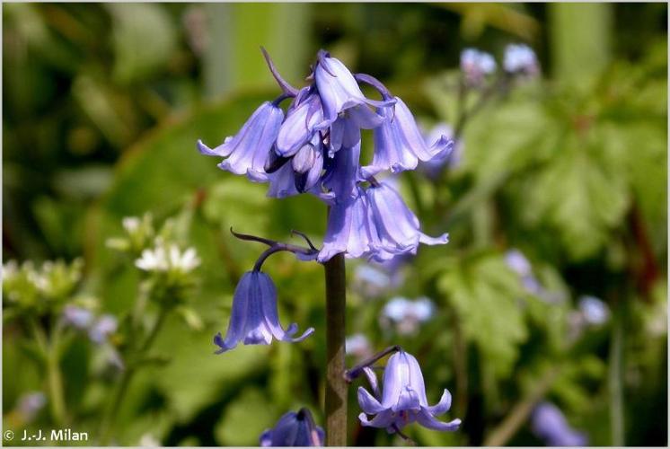 <i>Hyacinthoides non-scripta</i> (L.) Chouard ex Rothm., 1944 © 