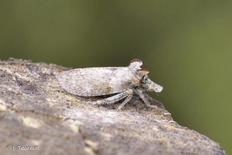 <i>Ledra aurita</i> (Linnaeus, 1758) © J. Touroult