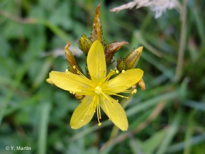 <i>Hypericum montanum</i> L., 1755 © 