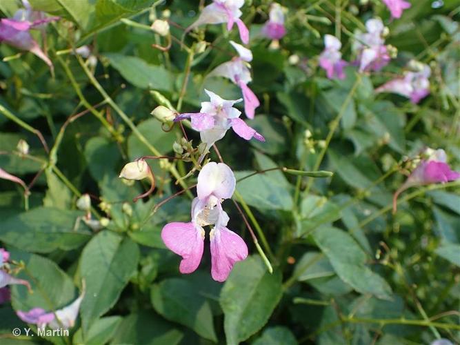 <i>Impatiens balfouri</i> Hook.f., 1903 © 