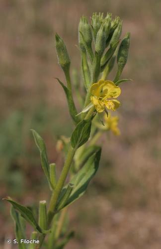 <i>Oenothera parviflora</i> L., 1759 © S. Filoche