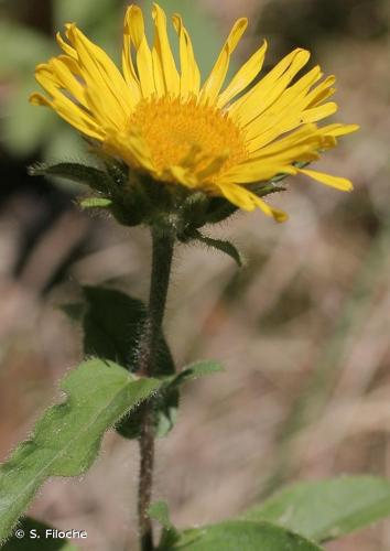 <i>Inula hirta</i> L., 1753 © S. Filoche