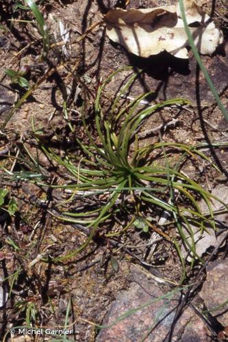 <i>Isoetes histrix</i> Bory, 1844 © Michel Garnier