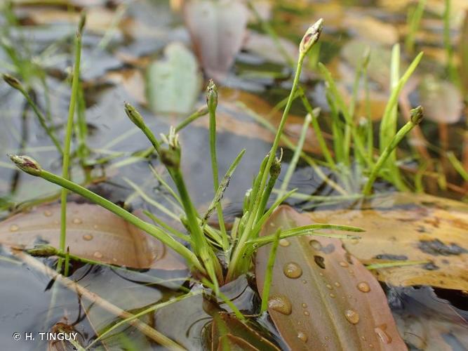 <i>Isolepis fluitans</i> (L.) R.Br., 1810 © H. TINGUY