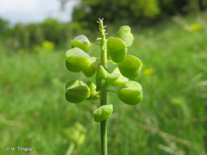 <i>Muscari botryoides</i> (L.) Mill., 1768 © H. Tinguy