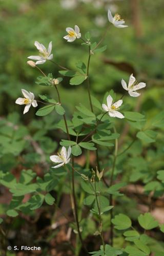 <i>Isopyrum thalictroides</i> L., 1753 © S. Filoche