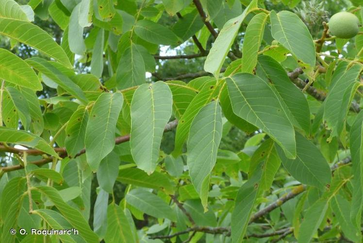 <i>Juglans regia</i> L., 1753 © O. Roquinarc'h