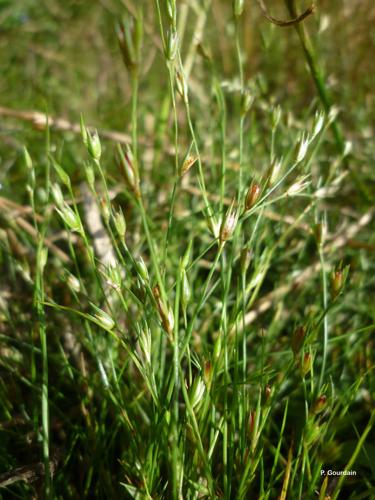 <i>Juncus bufonius</i> L., 1753 © P. Gourdain