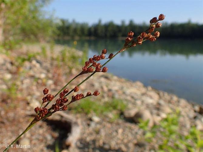 <i>Juncus compressus</i> Jacq., 1762 © 