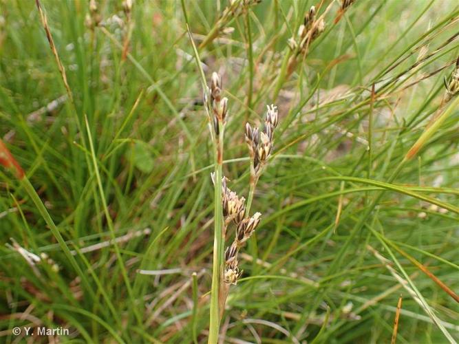 <i>Juncus squarrosus</i> L., 1753 © 