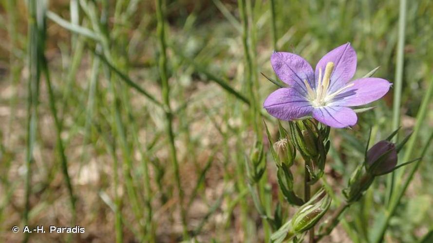 <i>Legousia speculum-veneris</i> (L.) Chaix, 1785 © A.-H. Paradis