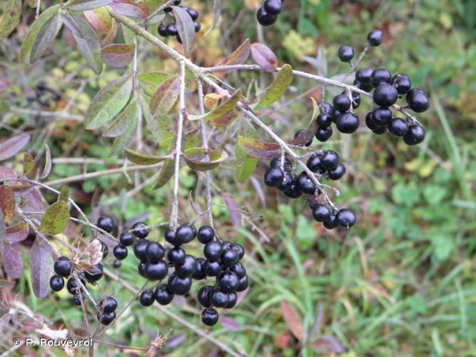 <i>Ligustrum vulgare</i> L., 1753 © P. Rouveyrol