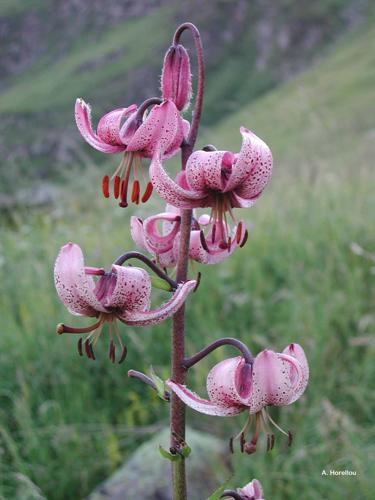 <i>Lilium martagon</i> L., 1753 © A. Horellou