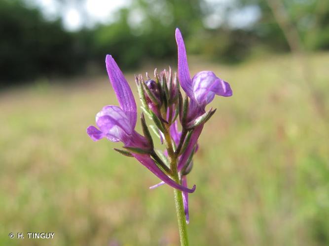 <i>Linaria pelisseriana</i> (L.) Mill., 1768 © H. TINGUY