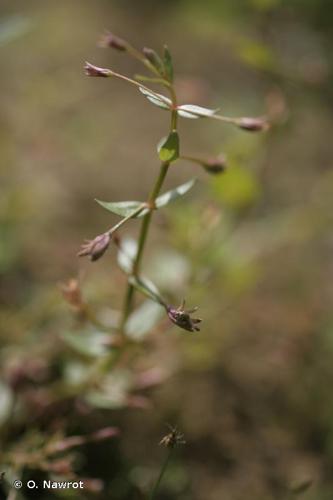 <i>Lindernia procumbens</i> (Krock.) Philcox, 1965 © O. Nawrot