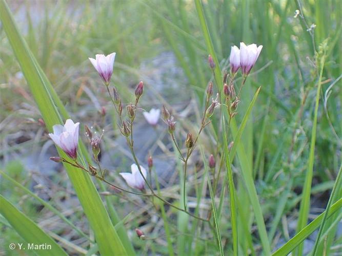 <i>Linum tenuifolium</i> L., 1753 © 