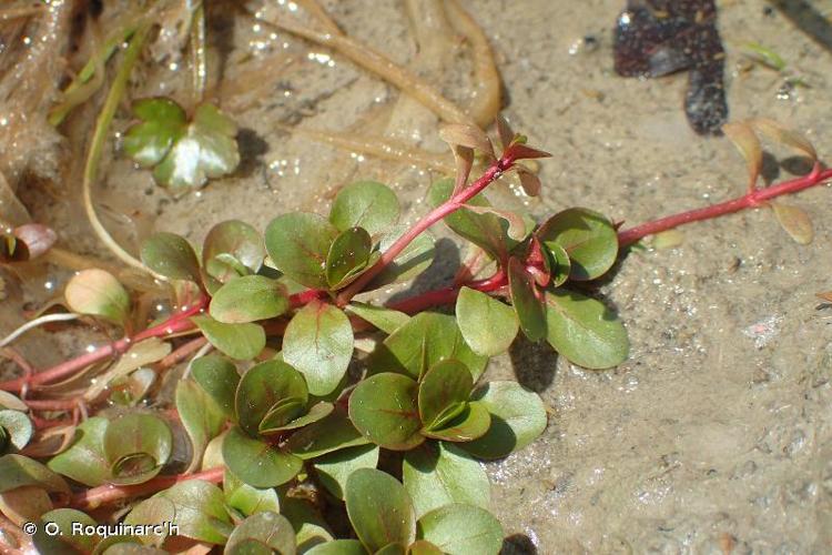 <i>Lythrum portula</i> (L.) D.A.Webb, 1967 © O. Roquinarc'h