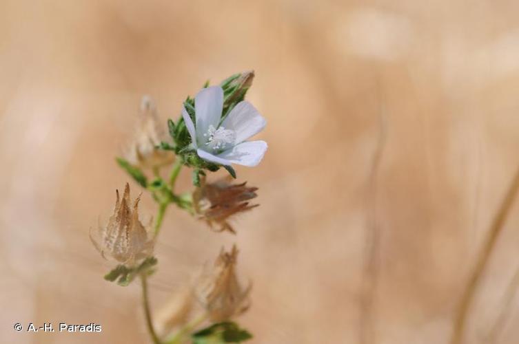 <i>Malva setigera</i> Spenn., 1829 © A.-H. Paradis