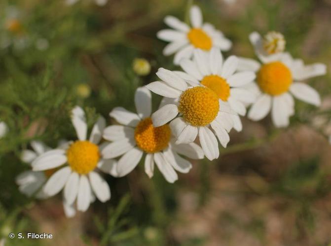 <i>Matricaria chamomilla</i> L., 1753 © S. Filoche