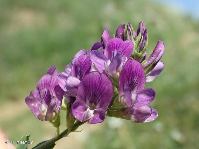 <i>Medicago sativa</i> L., 1753 © H. TINGUY