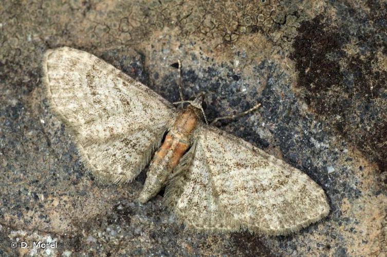 <i>Eupithecia haworthiata</i> Doubleday, 1856 © D. Morel