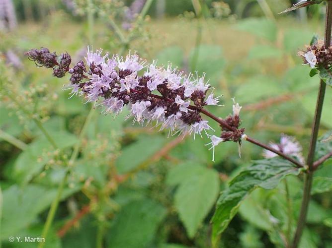 <i>Mentha spicata</i> L., 1753 © 