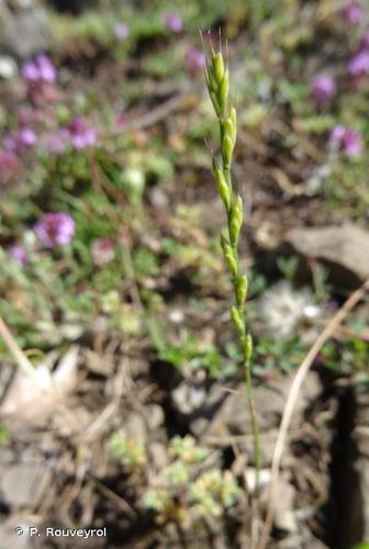 <i>Micropyrum tenellum</i> (L.) Link, 1844 © P. Rouveyrol