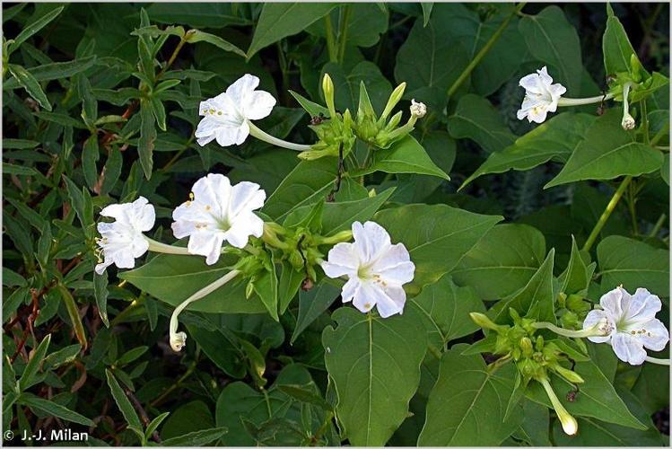 <i>Mirabilis jalapa</i> L., 1753 © 