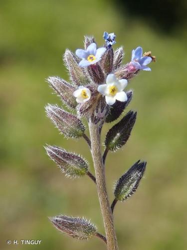 <i>Myosotis dubia</i> Arrond., 1869 © H. TINGUY