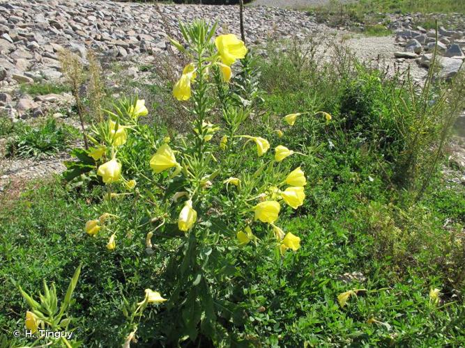 <i>Oenothera suaveolens</i> Pers., 1805 © H. Tinguy