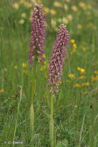 <i>Orchis </i>x<i> bergonii</i> Nanteuil, 1887 © O. Debré