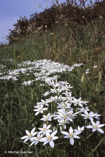 <i>Ornithogalum umbellatum</i> L., 1753 © Michel Garnier