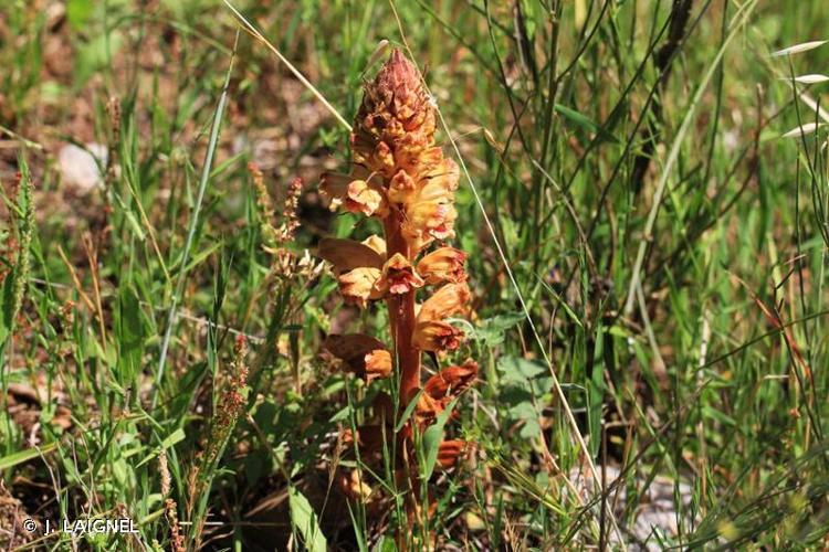 <i>Orobanche rapum-genistae</i> Thuill., 1799 © J. LAIGNEL