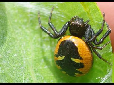 Thomise Napoléon - Synema Globosum | Biodiv’ Centre-Val De Loire - SINP ...