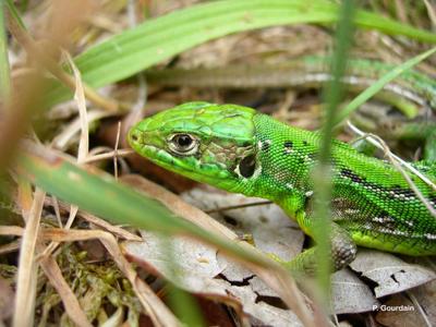 Lézard à Deux Raies (Le) - Lacerta Bilineata | Biodiv’ Centre-Val De ...